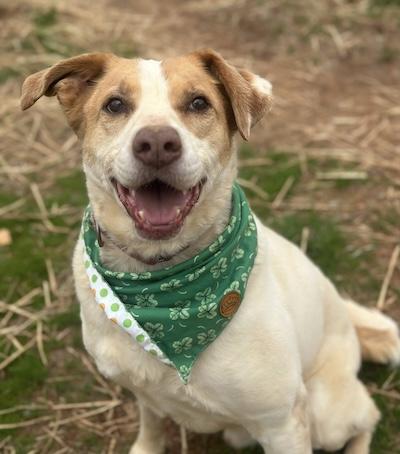 Owen, Adoptable, Senior Male Hound.