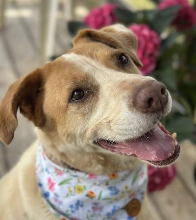 Owen, a Adoptable Hound in Palmyra, VA image 1/6