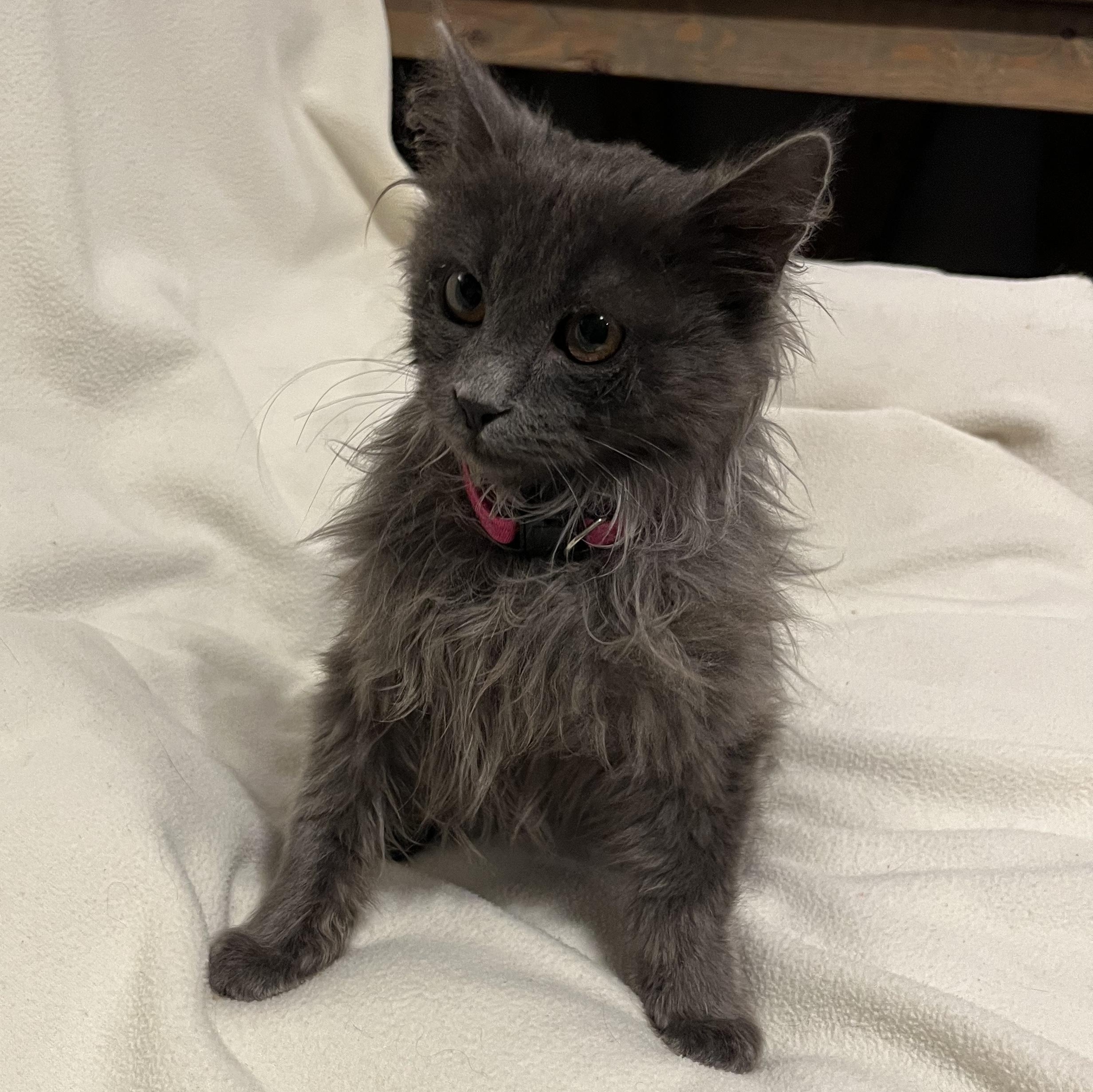 Iris, ADOPTABLE, Young Female Domestic Long Hair.