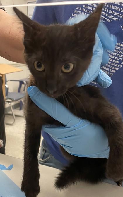 Bugle, Adoptable, Adult Female Domestic Short Hair & Domestic Short Hair.