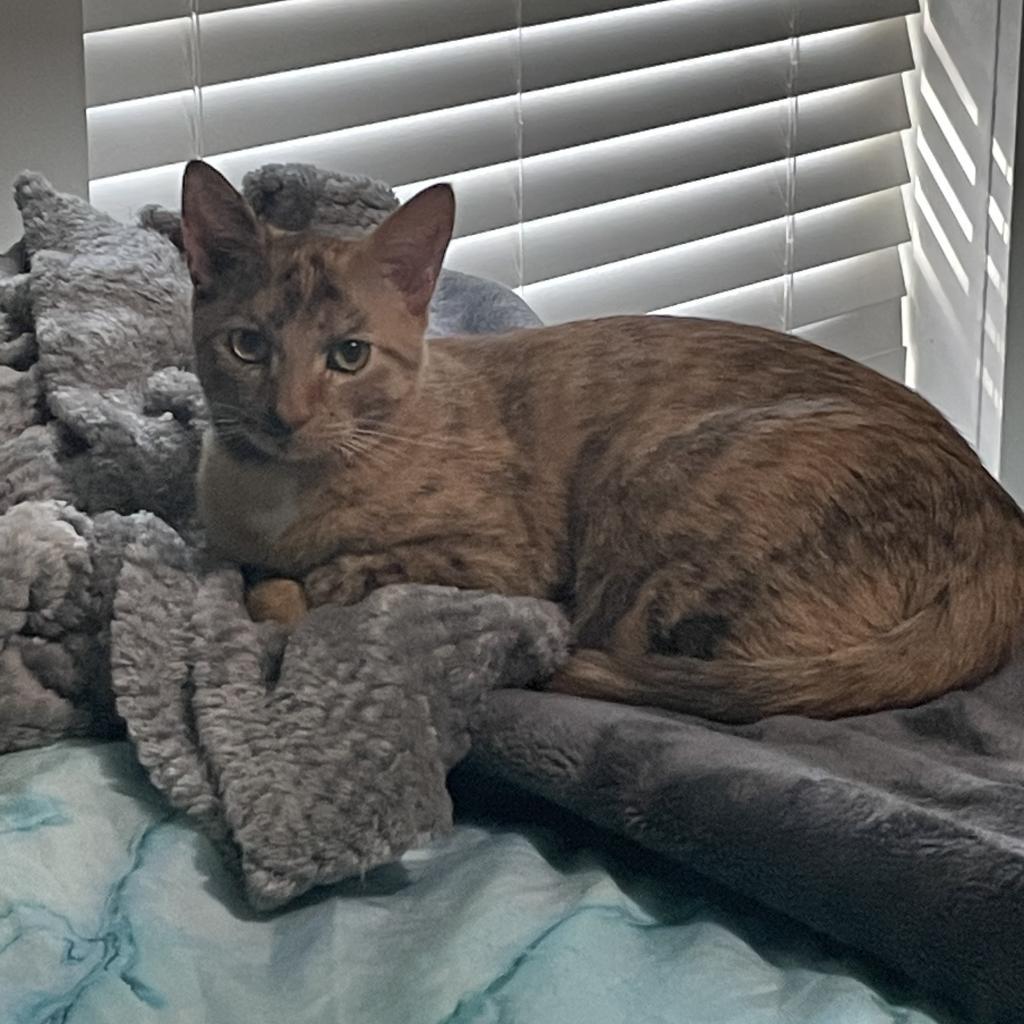 Enlarge Chloe Bird (Dallas), a Adoptable Domestic Short Hair in Houston, TX image 2/3