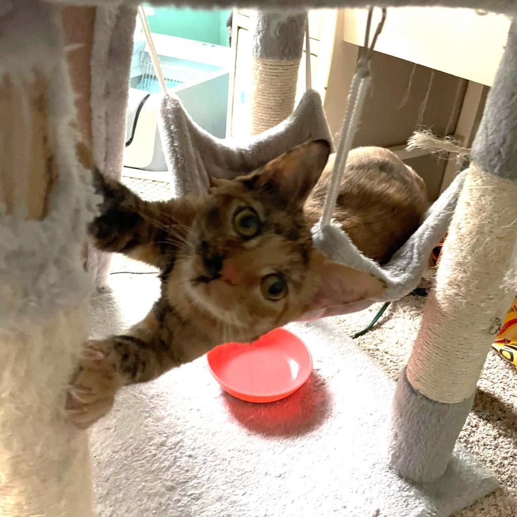 Enlarge Chloe Bird (Dallas), a Adoptable Domestic Short Hair in Houston, TX image 3/3