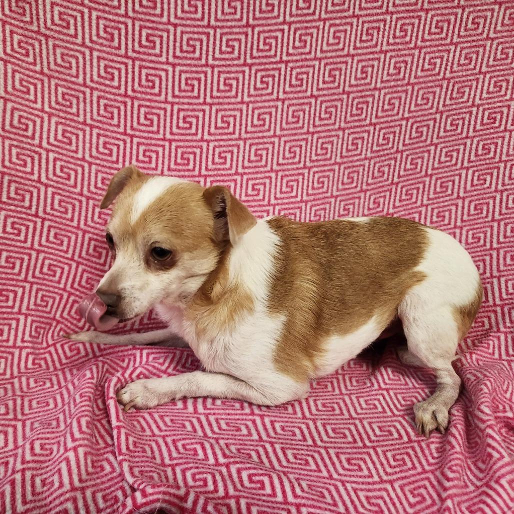 Enlarge Digger, a Adoptable Chihuahua in Coos Bay, OR image 1/5