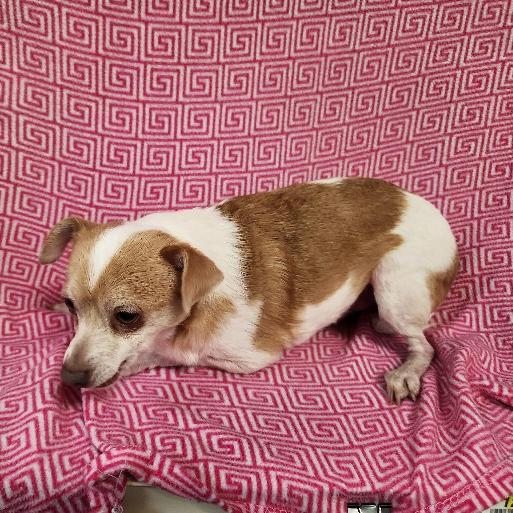 Enlarge Digger, a Adoptable Chihuahua in Coos Bay, OR image 2/5