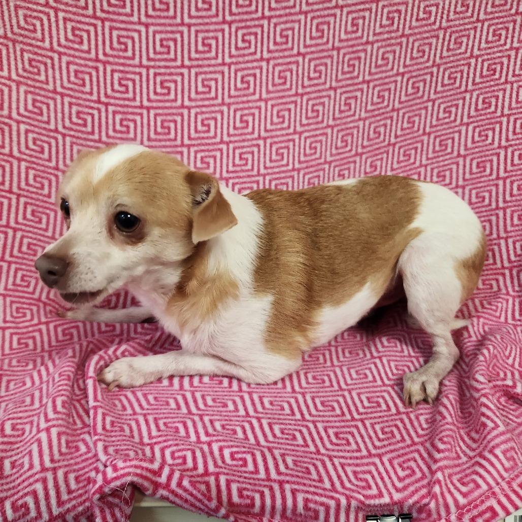 Enlarge Digger, a Adoptable Chihuahua in Coos Bay, OR image 3/5
