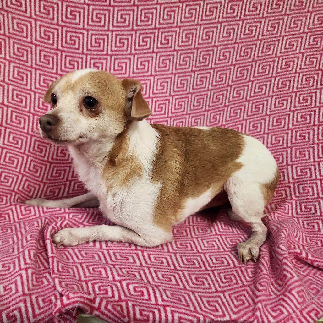 Enlarge Digger, a Adoptable Chihuahua in Coos Bay, OR image 4/5