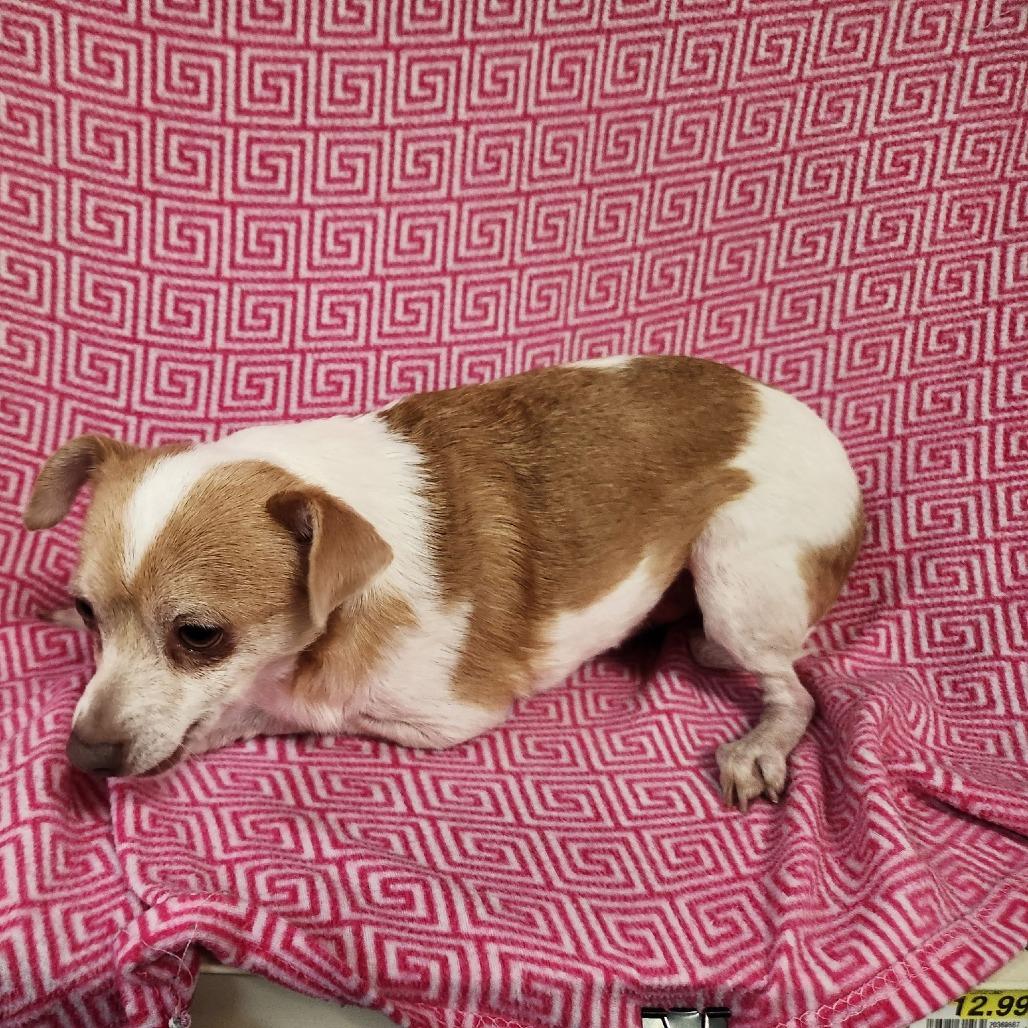 Enlarge Digger, a Adoptable Chihuahua in Coos Bay, OR image 5/5