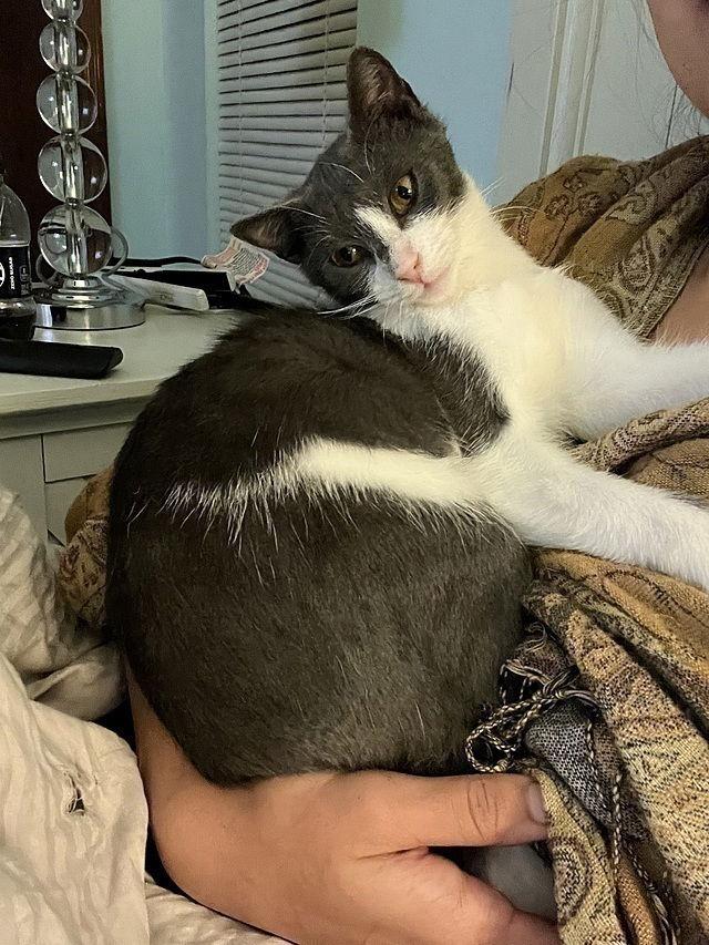 Enlarge Ellaria Rose, a Adoptable Domestic Short Hair in Tampa, FL image 1/3