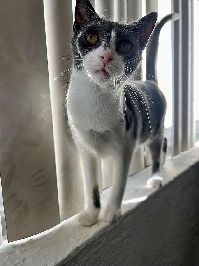 Enlarge Ellaria Rose, a Adoptable Domestic Short Hair in Tampa, FL image 2/3