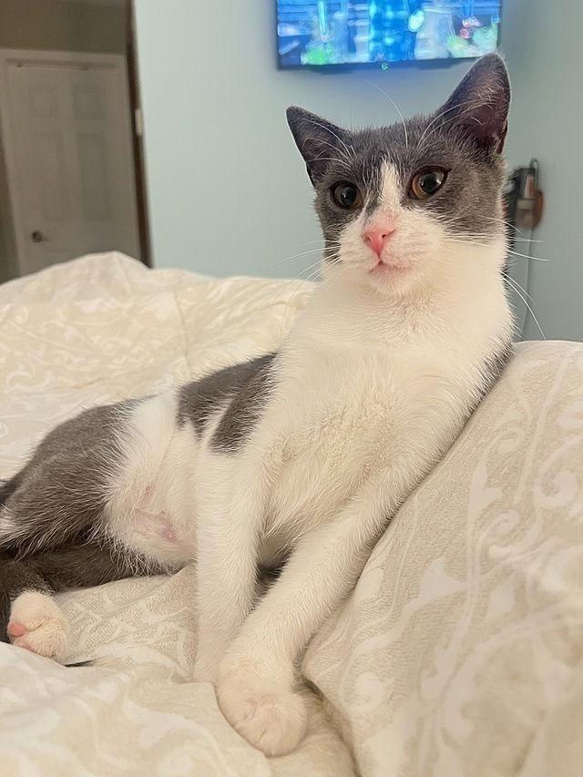 Enlarge Ellaria Rose, a Adoptable Domestic Short Hair in Tampa, FL image 3/3