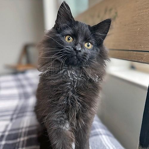 Enlarge Taz, an adopted Domestic Long Hair in Lodi, CA image 1/3