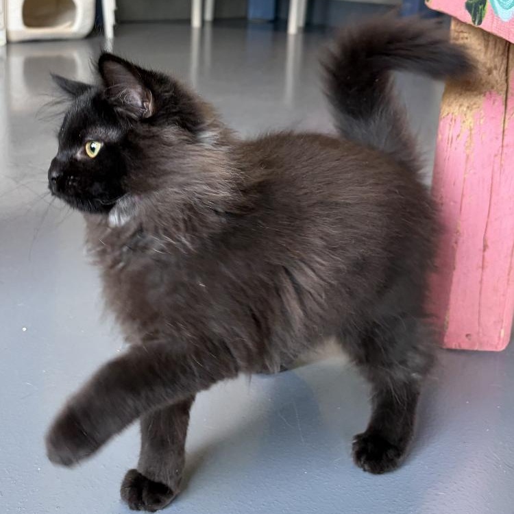 Enlarge Taz, an adopted Domestic Long Hair in Lodi, CA image 2/3