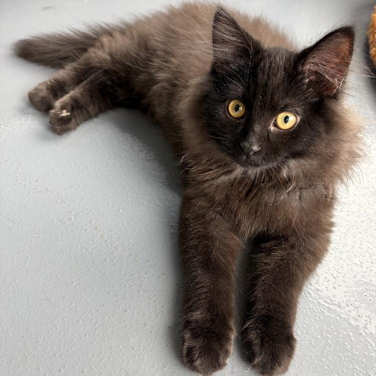 Enlarge Taz, an adopted Domestic Long Hair in Lodi, CA image 3/3