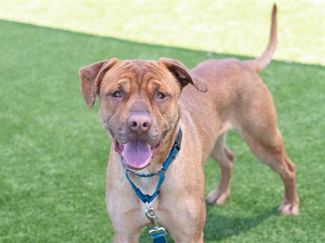Enlarge PINOCCHIO, a Adoptable mixed breed in Martinez, CA image 1/1