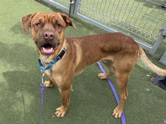 PINOCCHIO, Adoptable, Young Male Labrador Retriever & Mixed Breed.