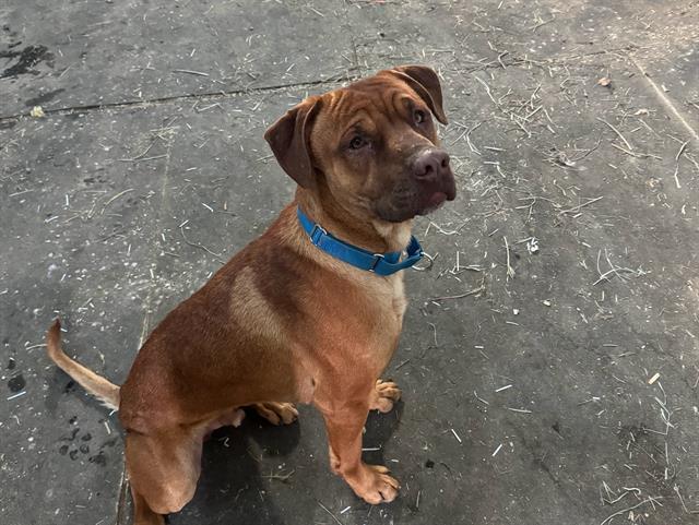 PINOCCHIO, Adoptable, Young Male Pit Bull Terrier & Labrador Retriever.