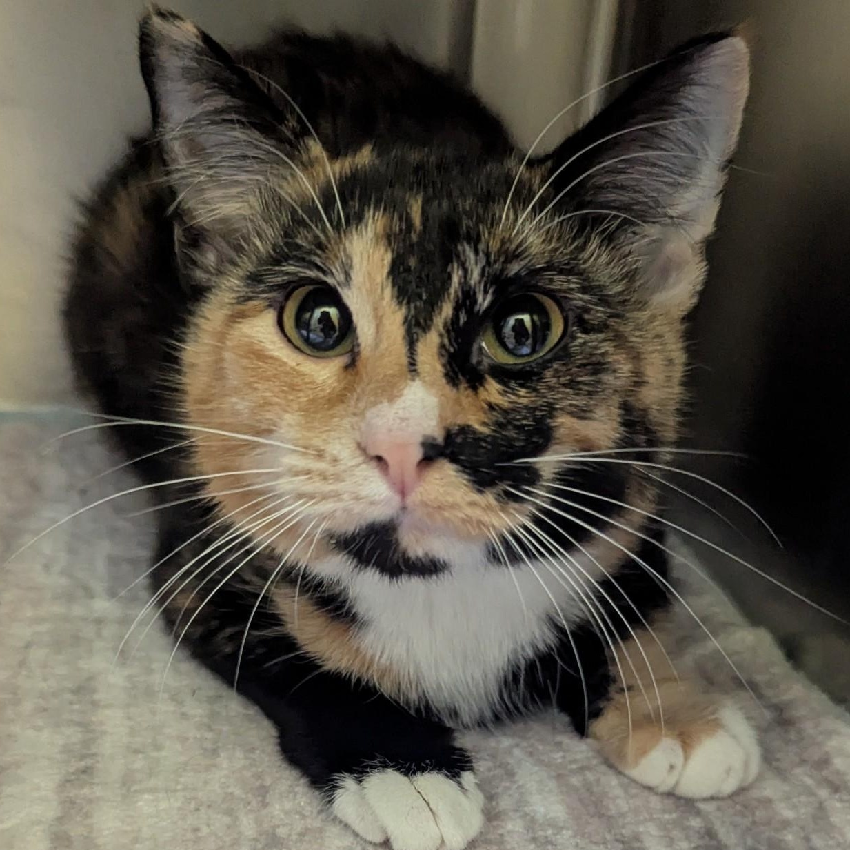 Enlarge Elizabeth , a ADOPTABLE Domestic Short Hair in Jackson, GA image 1/1