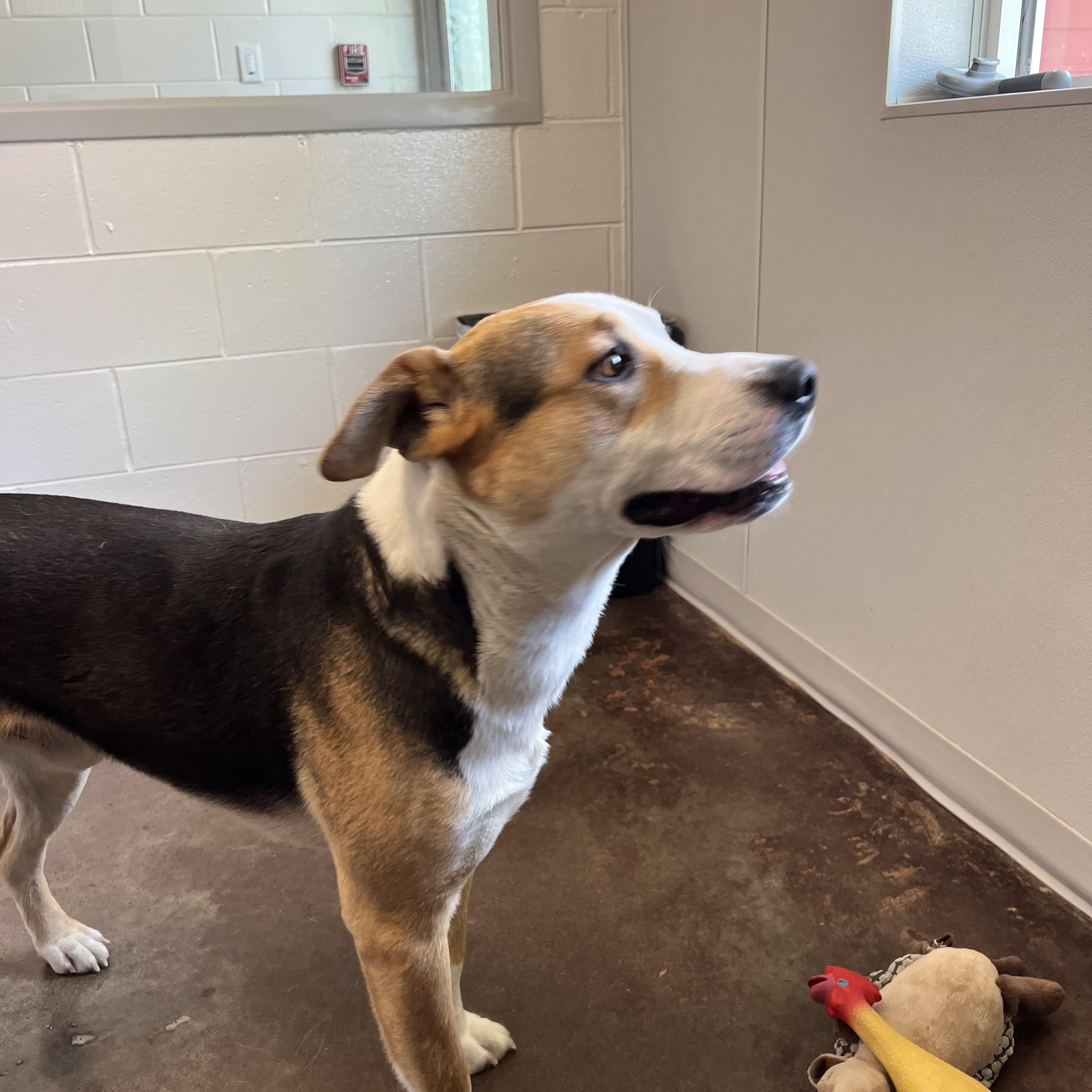 Enlarge Lolo, a ADOPTABLE mixed breed in Horn Lake, MS image 4/6