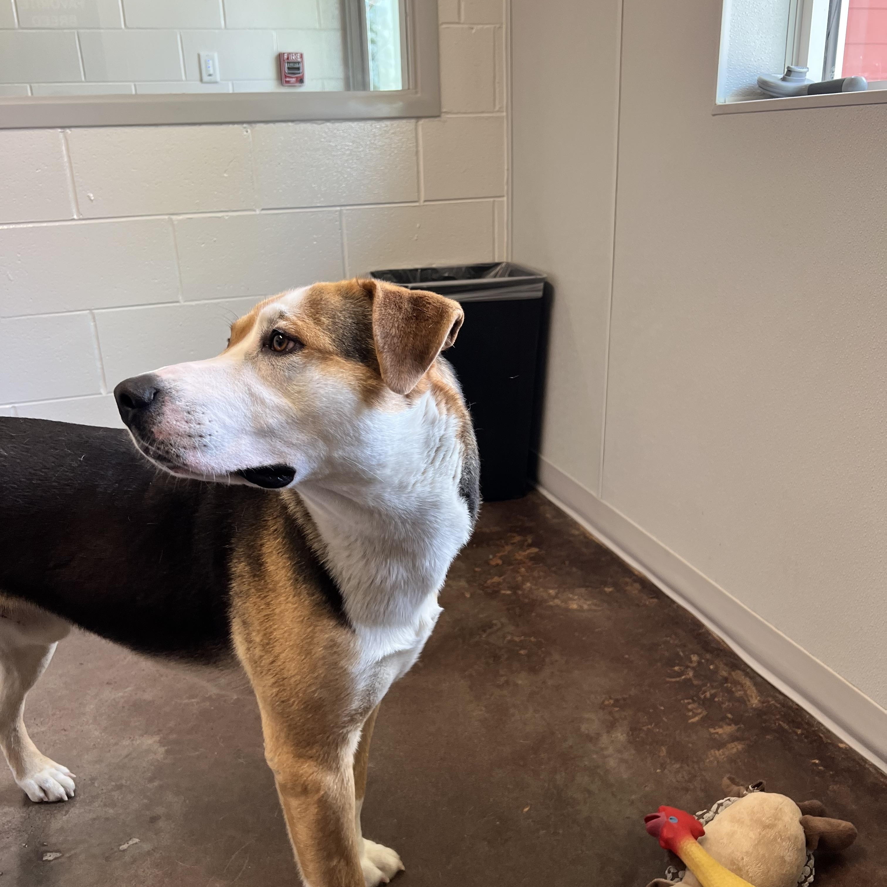 Enlarge Lolo, a ADOPTABLE mixed breed in Horn Lake, MS image 2/6