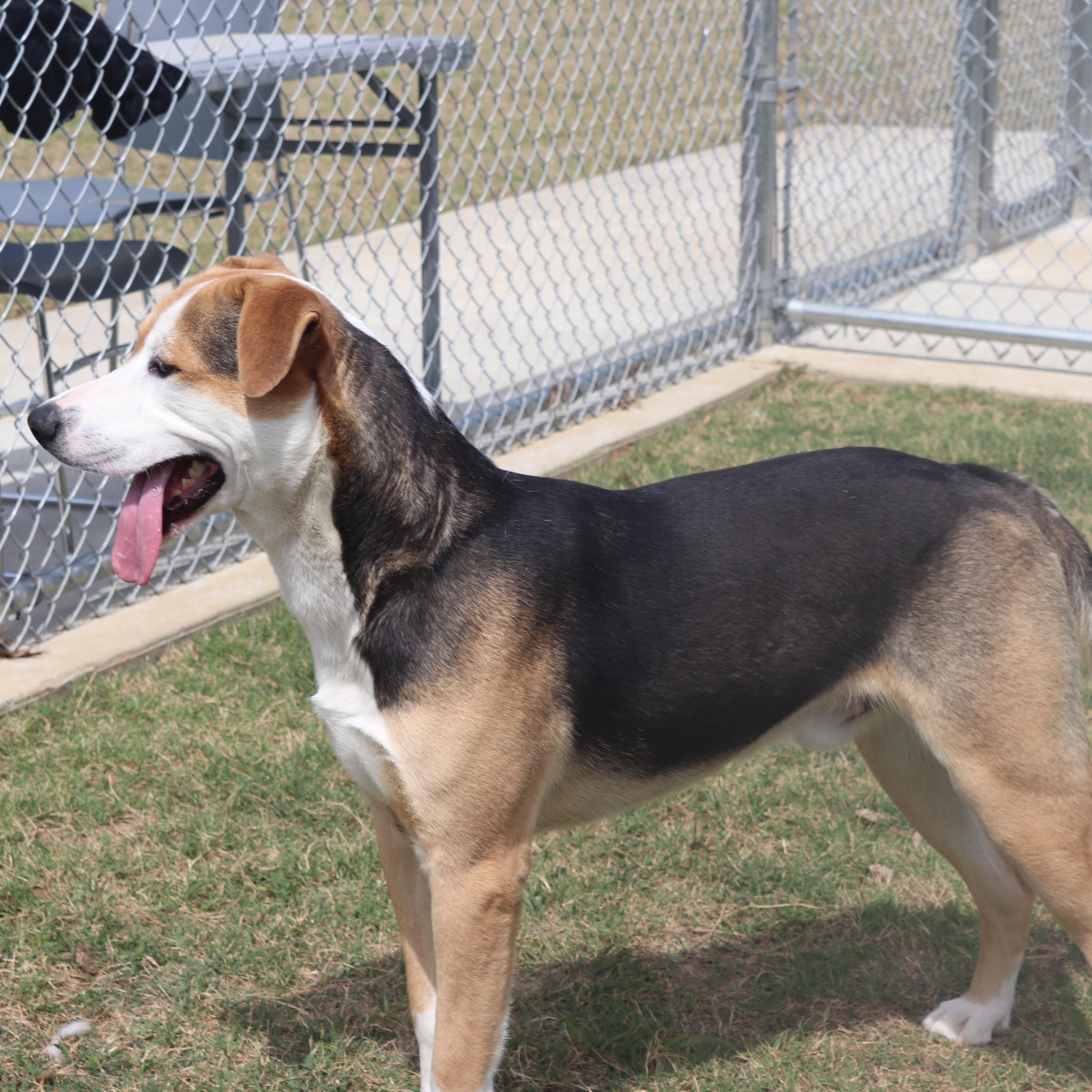 Enlarge Lolo, a ADOPTABLE mixed breed in Horn Lake, MS image 5/6