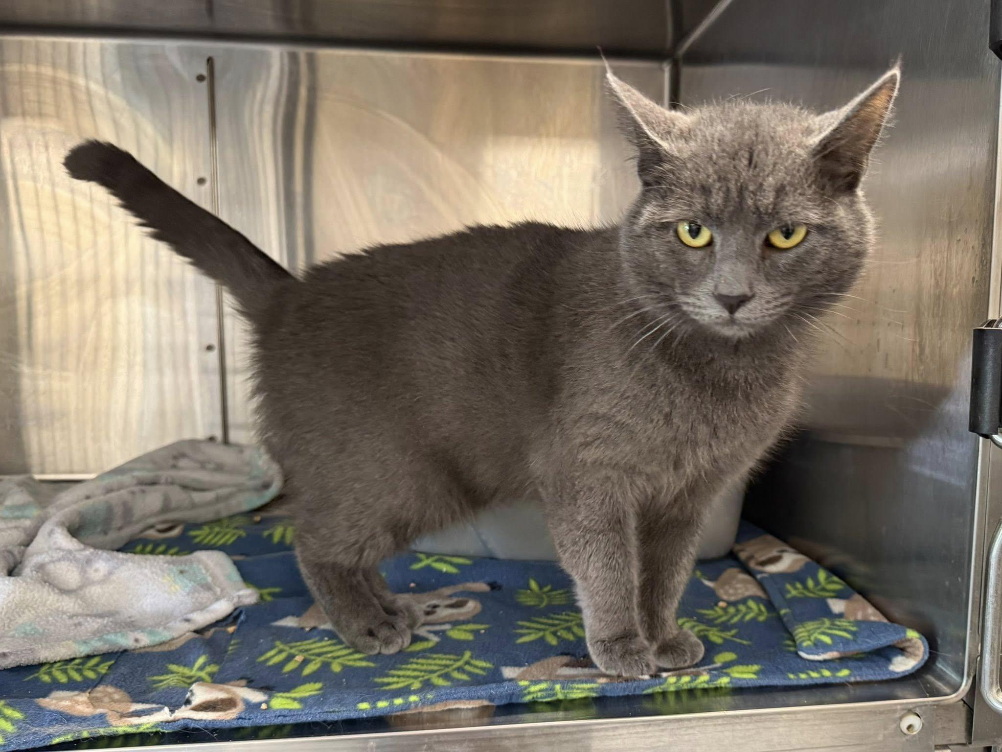 RUFUS, an adopted Domestic Short Hair in Brazil, IN image 3/4