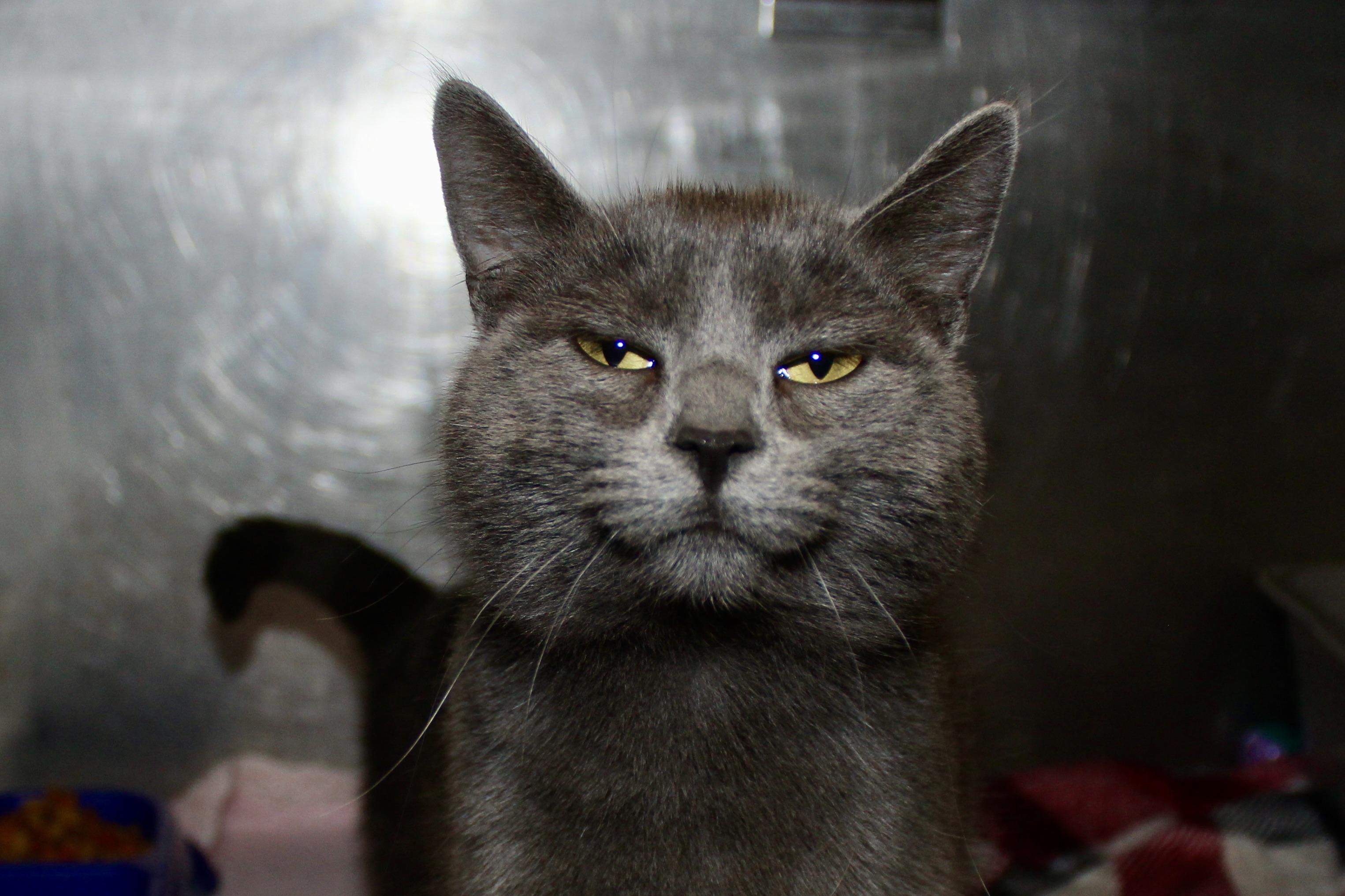 RUFUS, an adopted Domestic Short Hair in Brazil, IN image 1/4