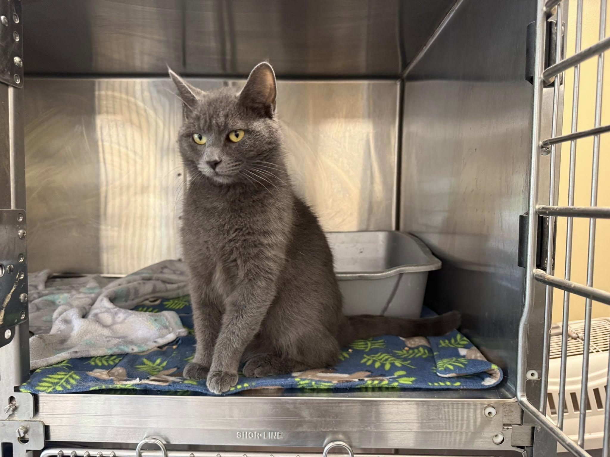 RUFUS, an adopted Domestic Short Hair in Brazil, IN image 4/4