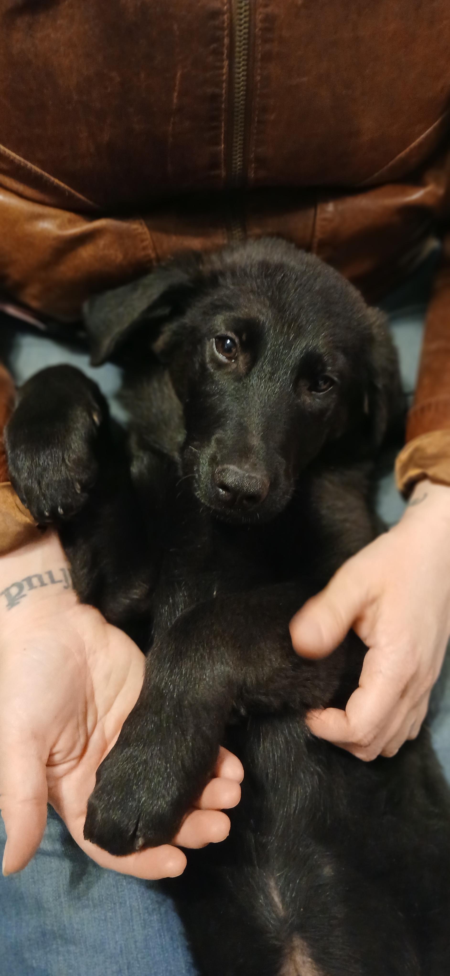 Enlarge Huginn, a ADOPTABLE Mixed Breed in Kenosha, WI image 3/5