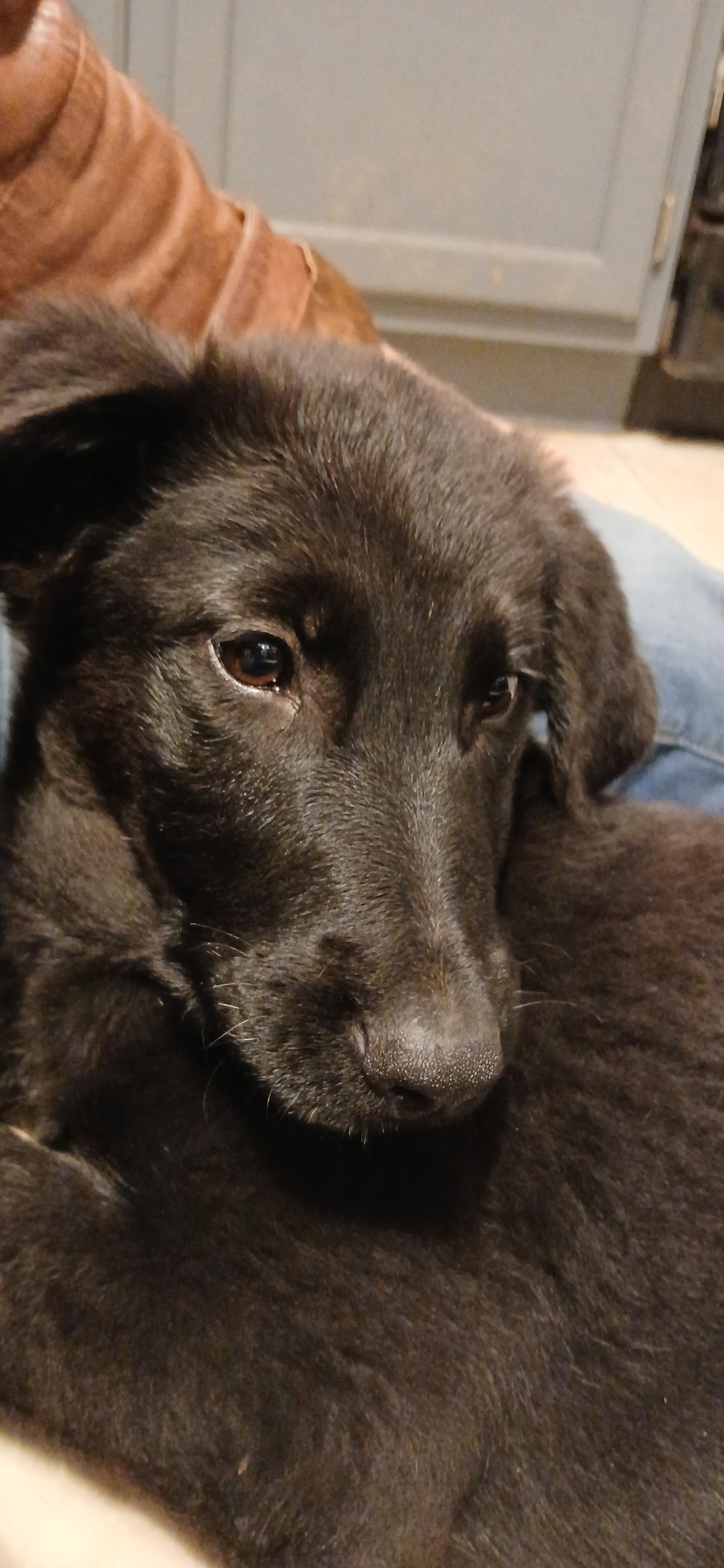 Enlarge Huginn, a ADOPTABLE Mixed Breed in Kenosha, WI image 2/5