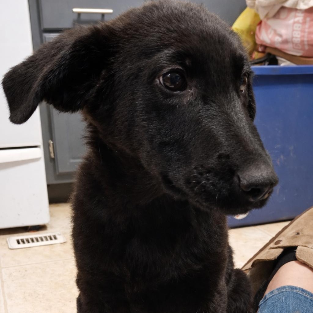 Enlarge Huginn, a ADOPTABLE Mixed Breed in Kenosha, WI image 1/5