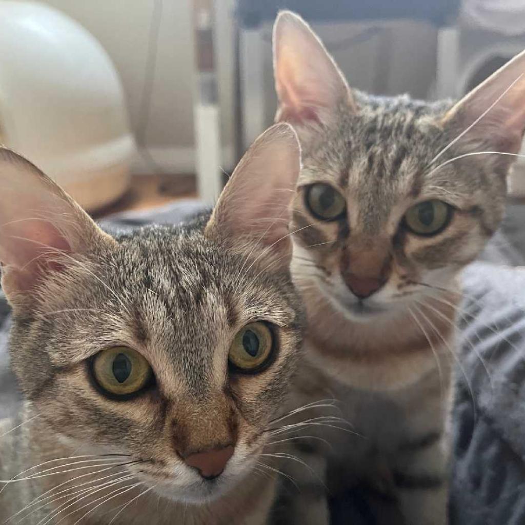 Ceviz — thumbnail 2