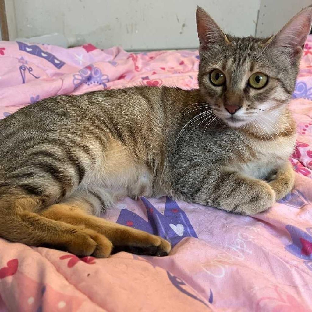 Ceviz — thumbnail 3