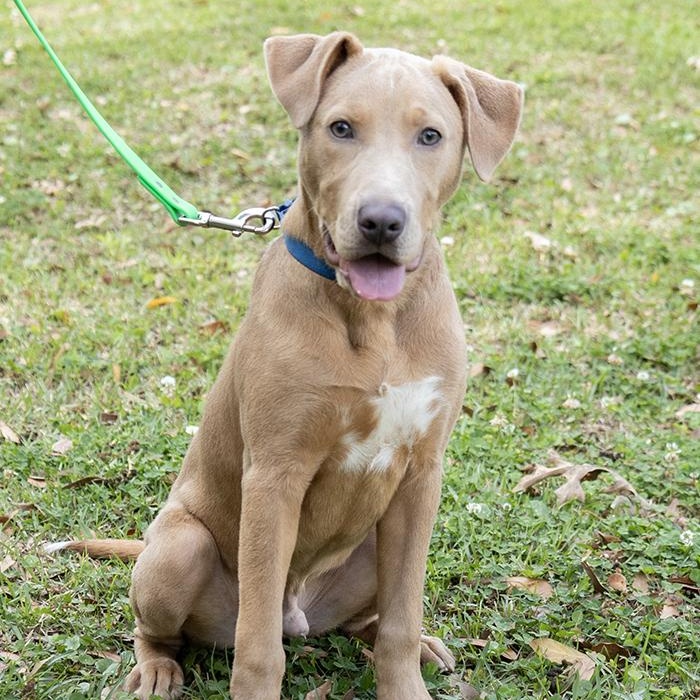 River, an adopted Labrador Retriever in Slidell, LA image 2/2