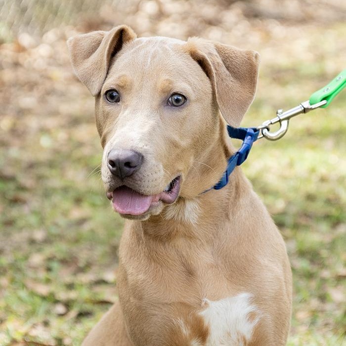 River, adopted, Puppy Male Labrador Retriever.