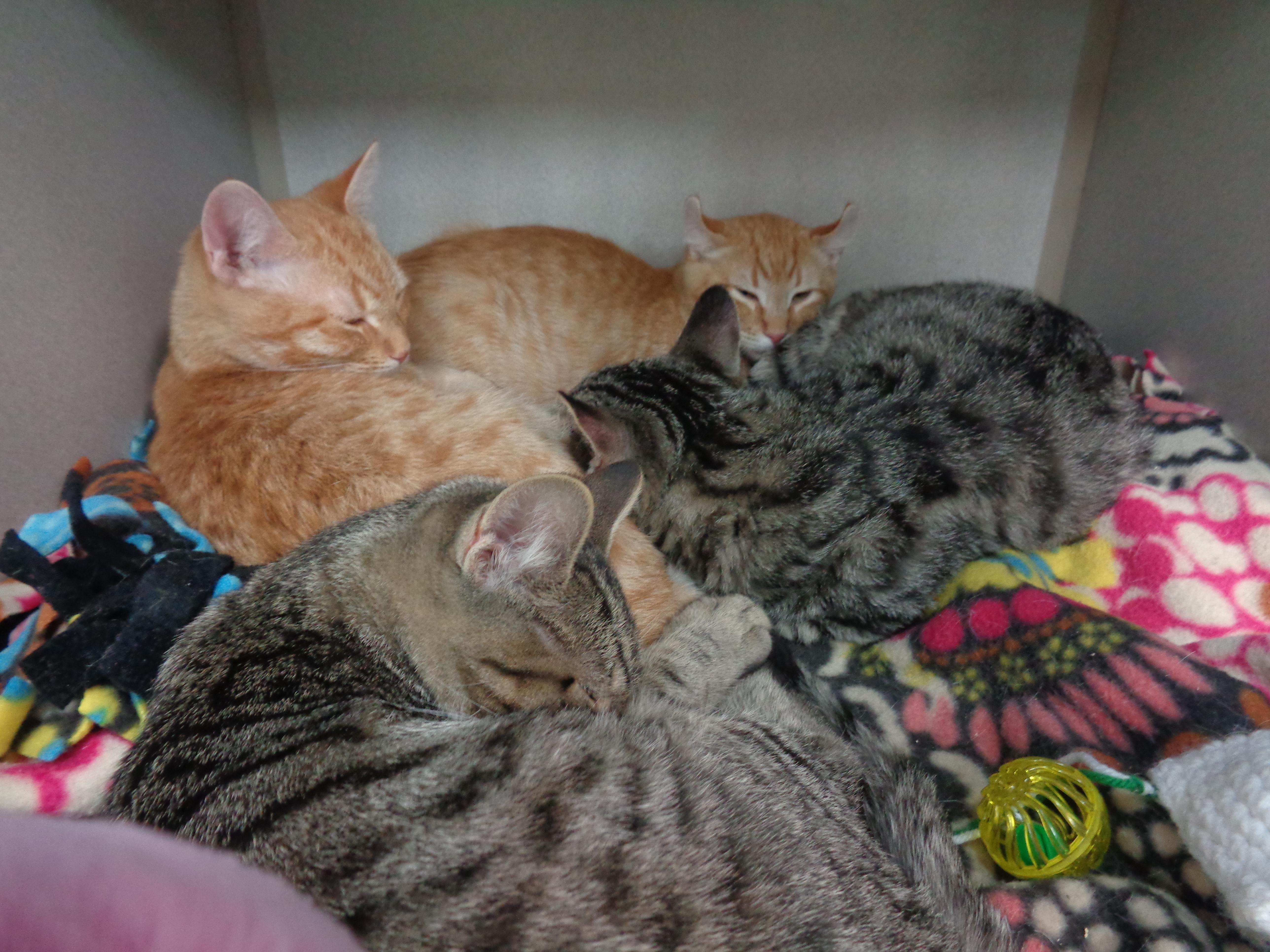 Fireworks Family thumbnail 2