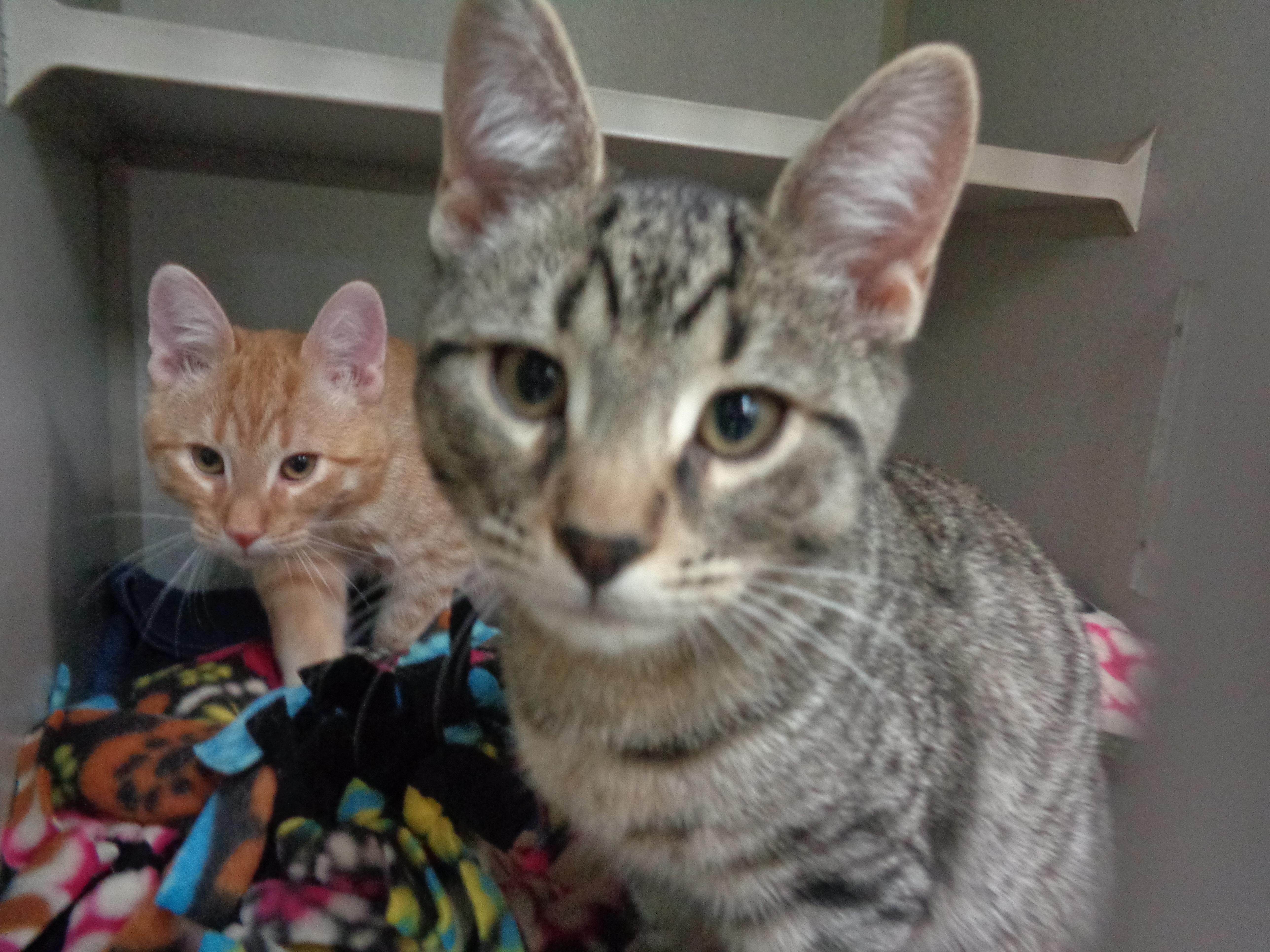 Fireworks Family thumbnail 6