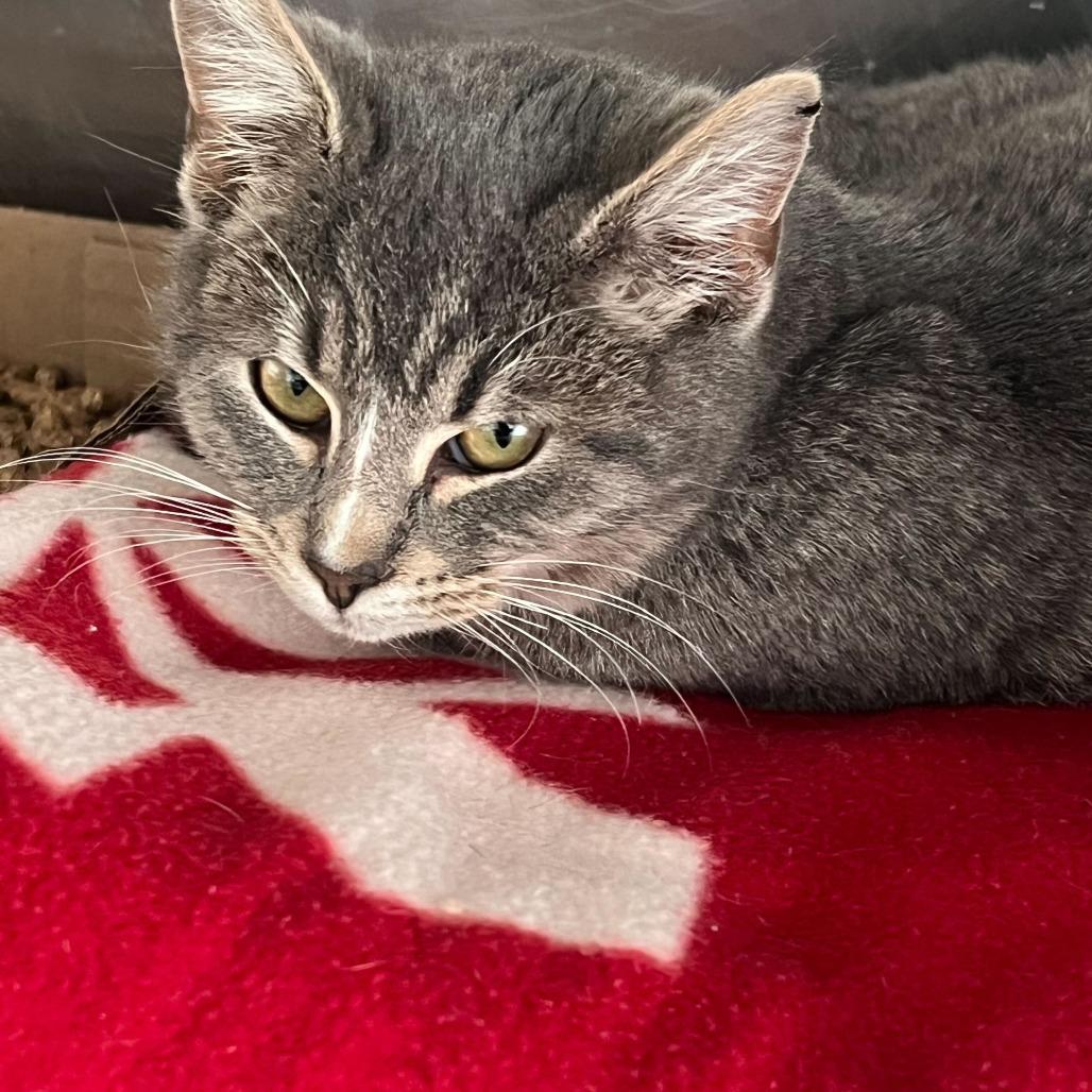 Enlarge Aaron, a Adoptable Domestic Short Hair in Oak Hill, WV image 1/1