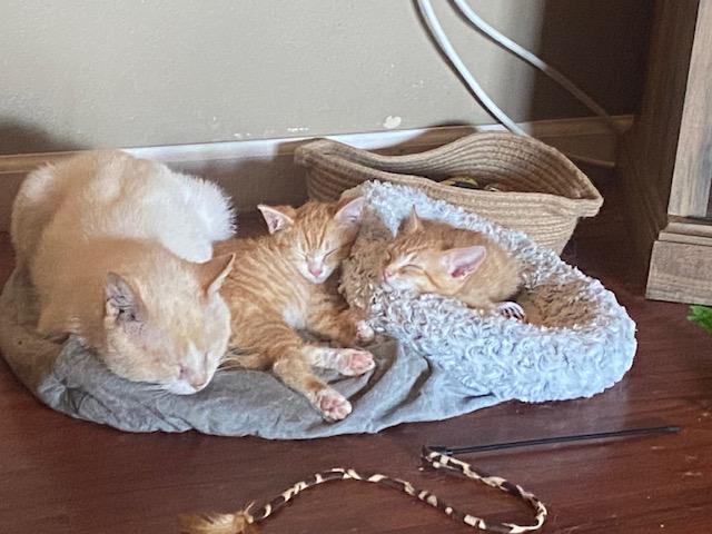 Uncle Potato, a ADOPTABLE Domestic Short Hair in Hillsboro, OR image 5/5