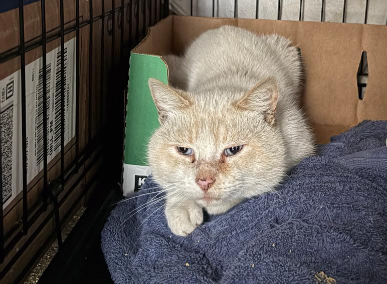 Uncle Potato, a ADOPTABLE Domestic Short Hair in Hillsboro, OR image 3/5
