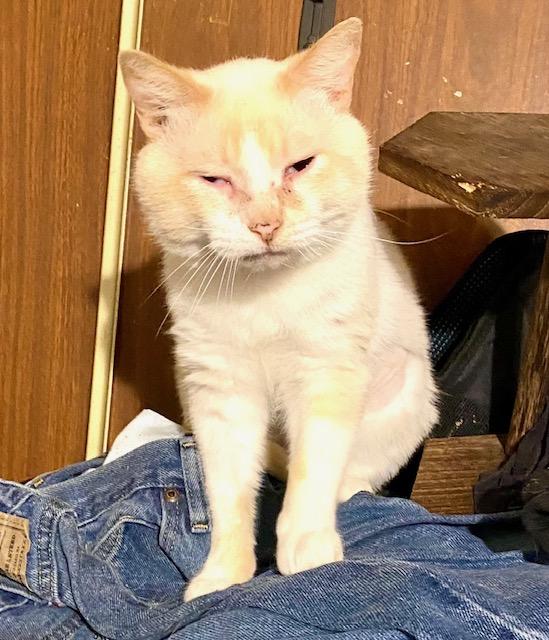 Uncle Potato, a ADOPTABLE Domestic Short Hair in Hillsboro, OR image 4/5