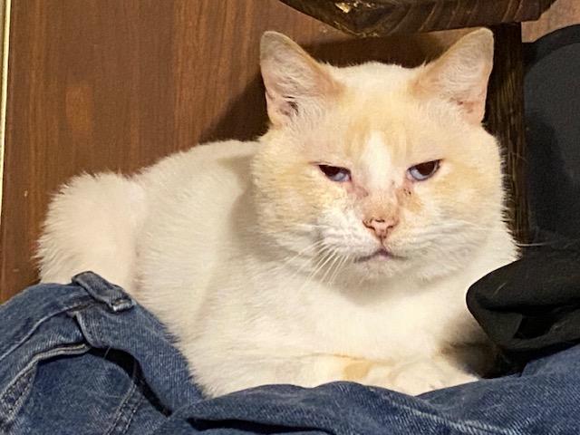 Uncle Potato, ADOPTABLE, Adult Male Domestic Short Hair.