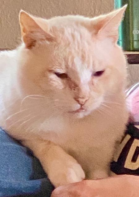 Uncle Potato, a ADOPTABLE Domestic Short Hair in Hillsboro, OR image 2/5