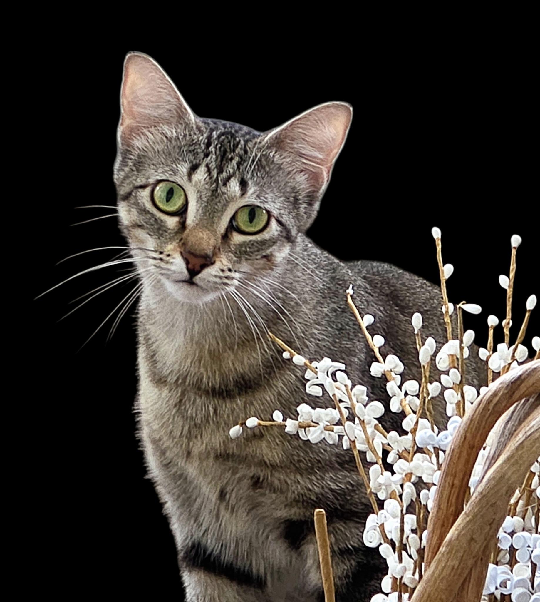 Enlarge Coco (aka Conchita), an adoptable Domestic Short Hair in Schertz, TX image 1/1
