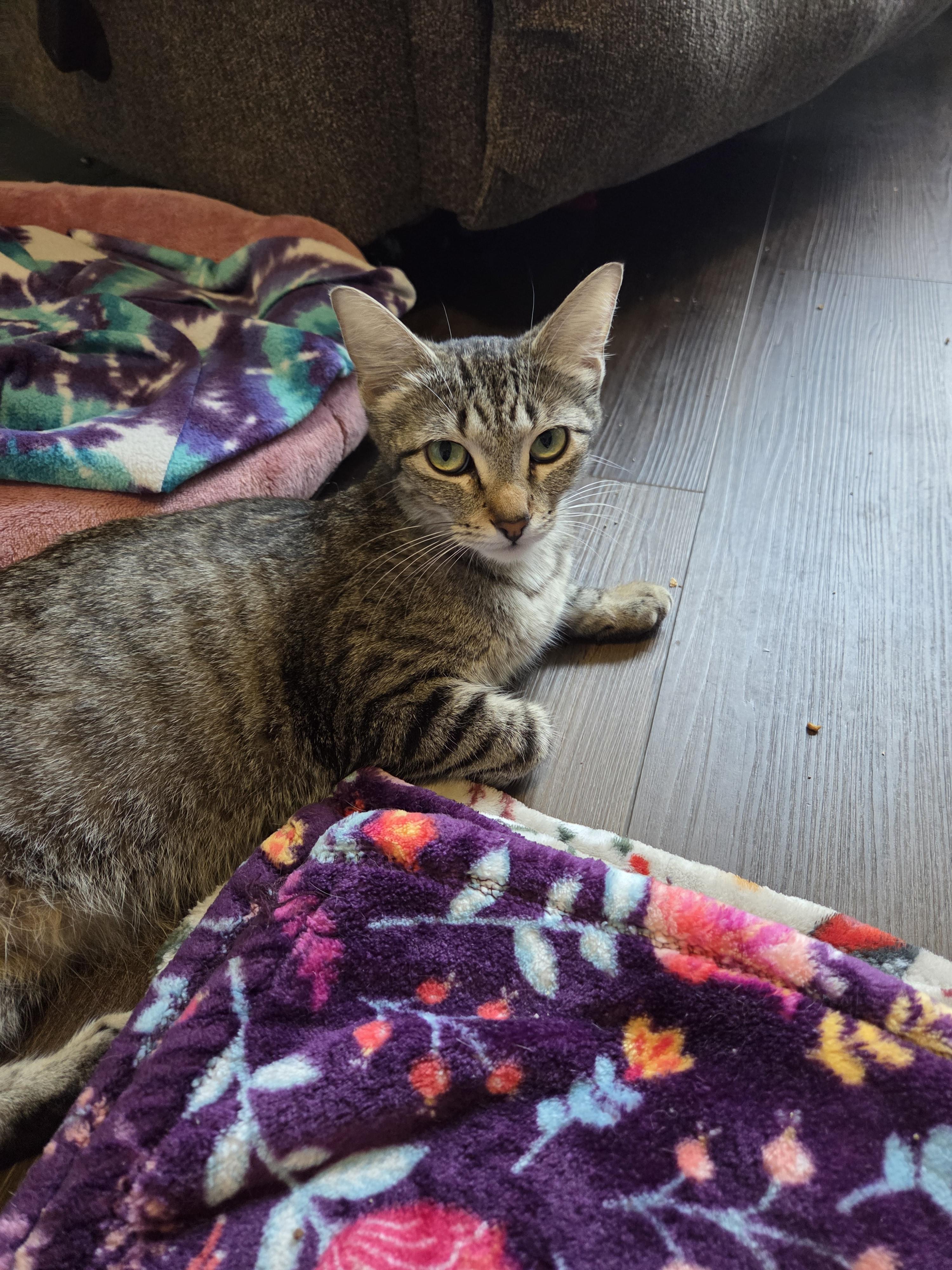 Enlarge Conchita, a ADOPTABLE Domestic Short Hair in Schertz, TX image 1/1