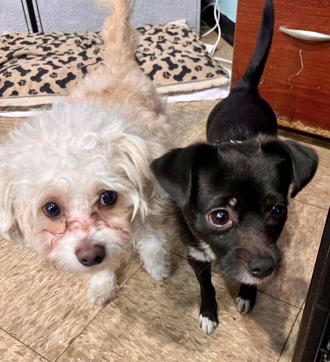 Snowball and Sox, Young Male Poodle