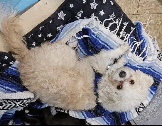 Snowball and Sox photo 4