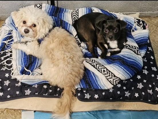 Snowball and Sox photo 3