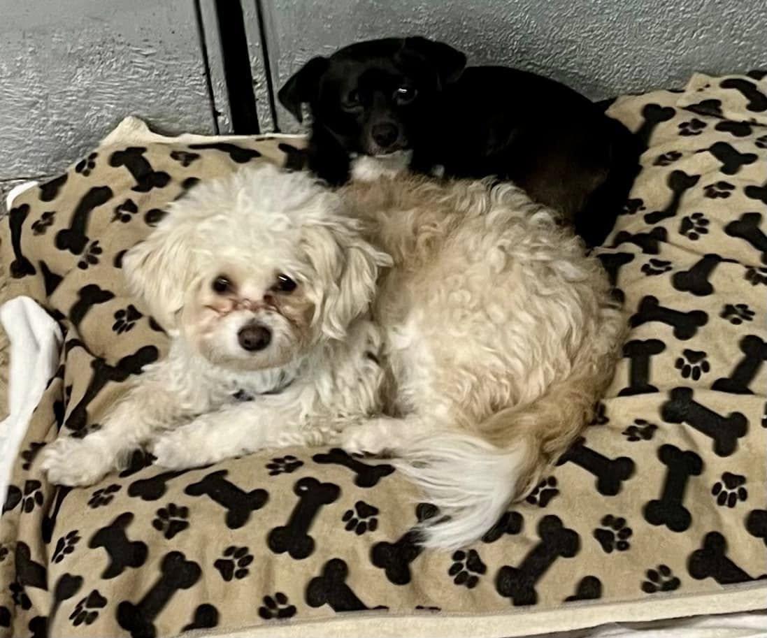 Snowball and Sox photo 6