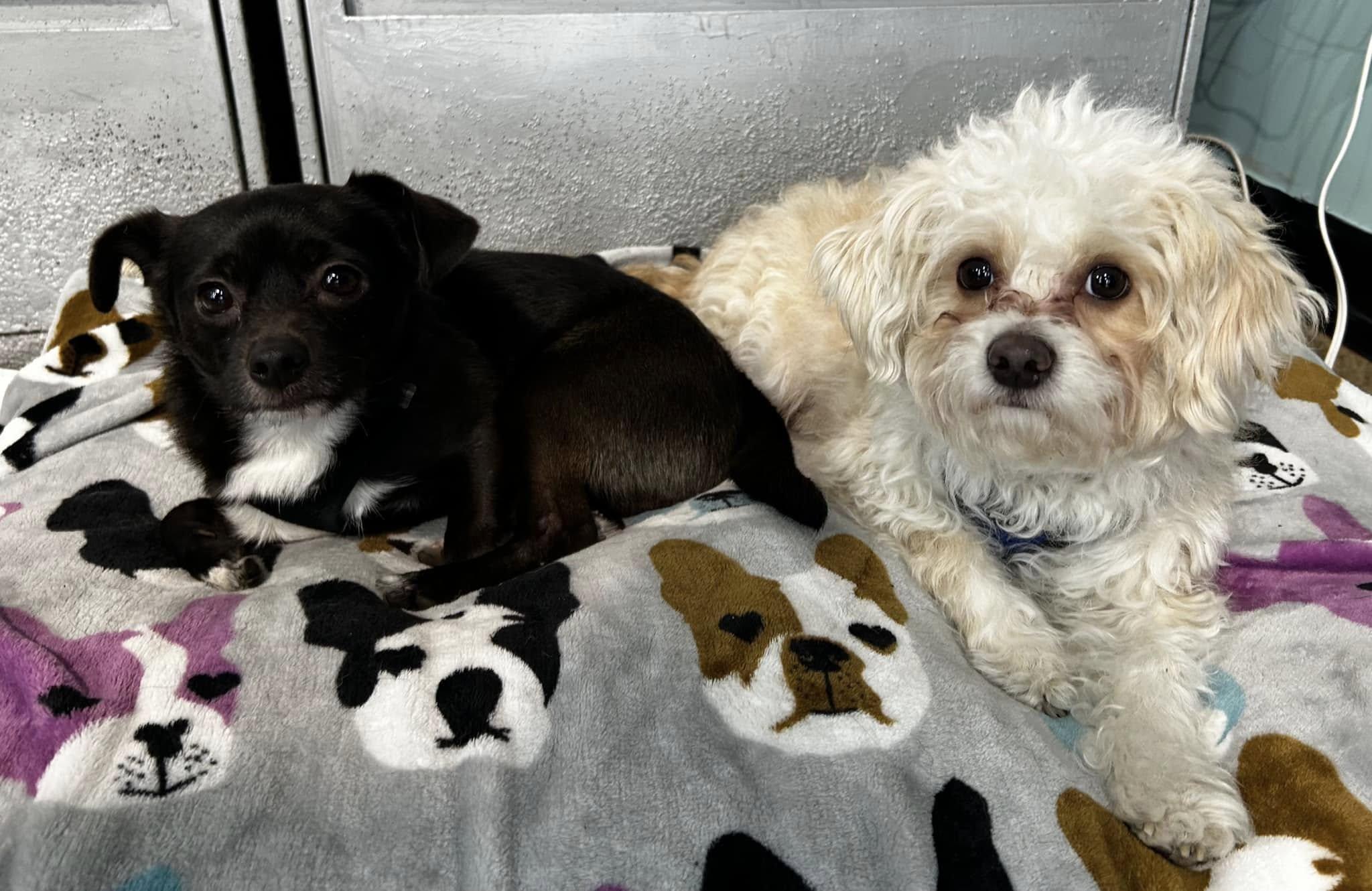 Snowball and Sox photo 2
