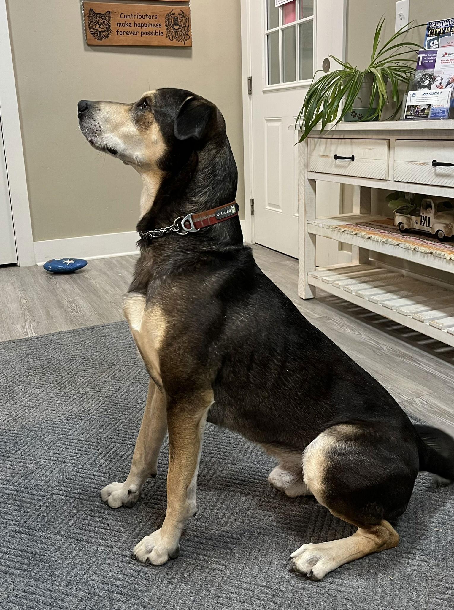 Enlarge Smokey, a Adoptable Mixed Breed in Emmett, ID image 1/2